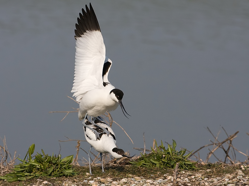 Recurvirostra avosetta Avocet Kluut